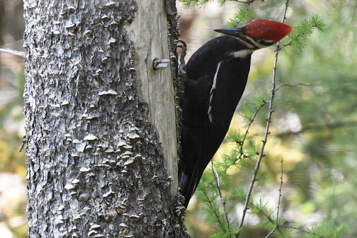 Pileated Woodpecker - ML578594371