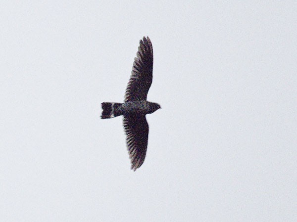 Band-tailed Nighthawk - Dušan Brinkhuizen