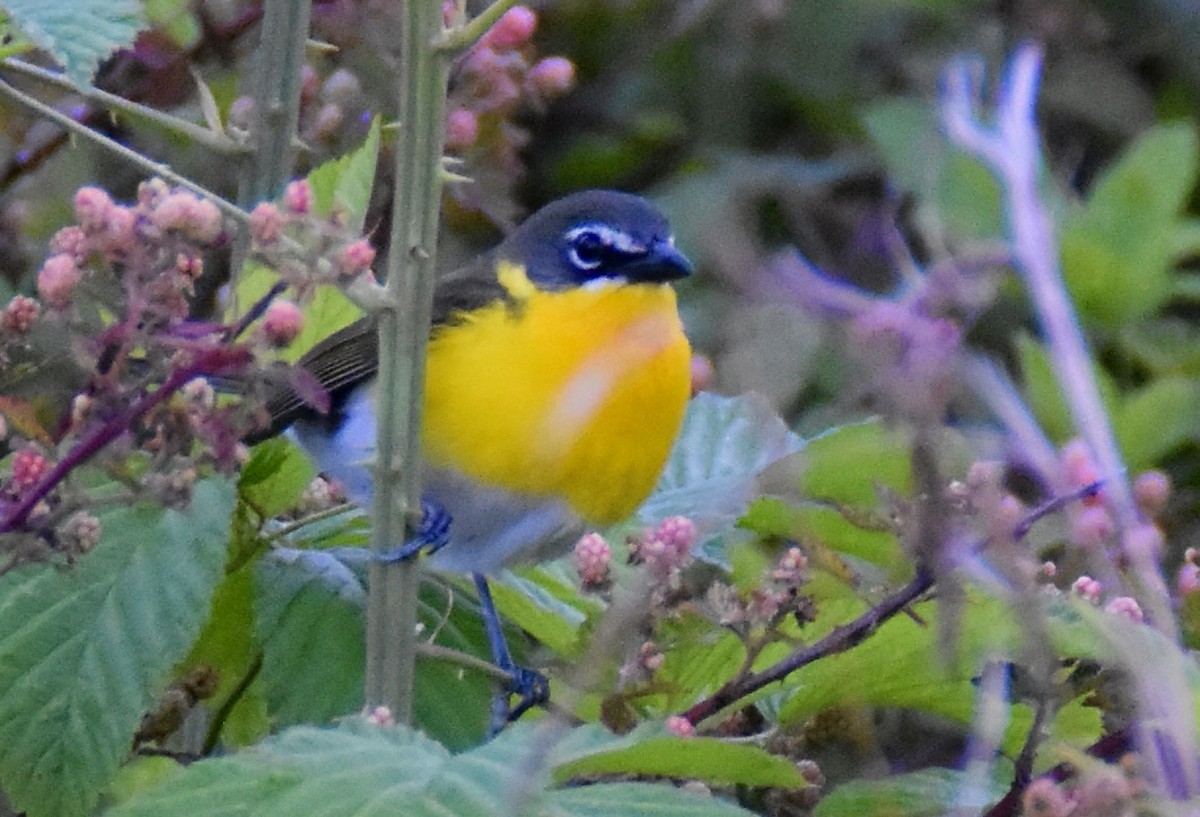 Yellow-breasted Chat - ML578598351