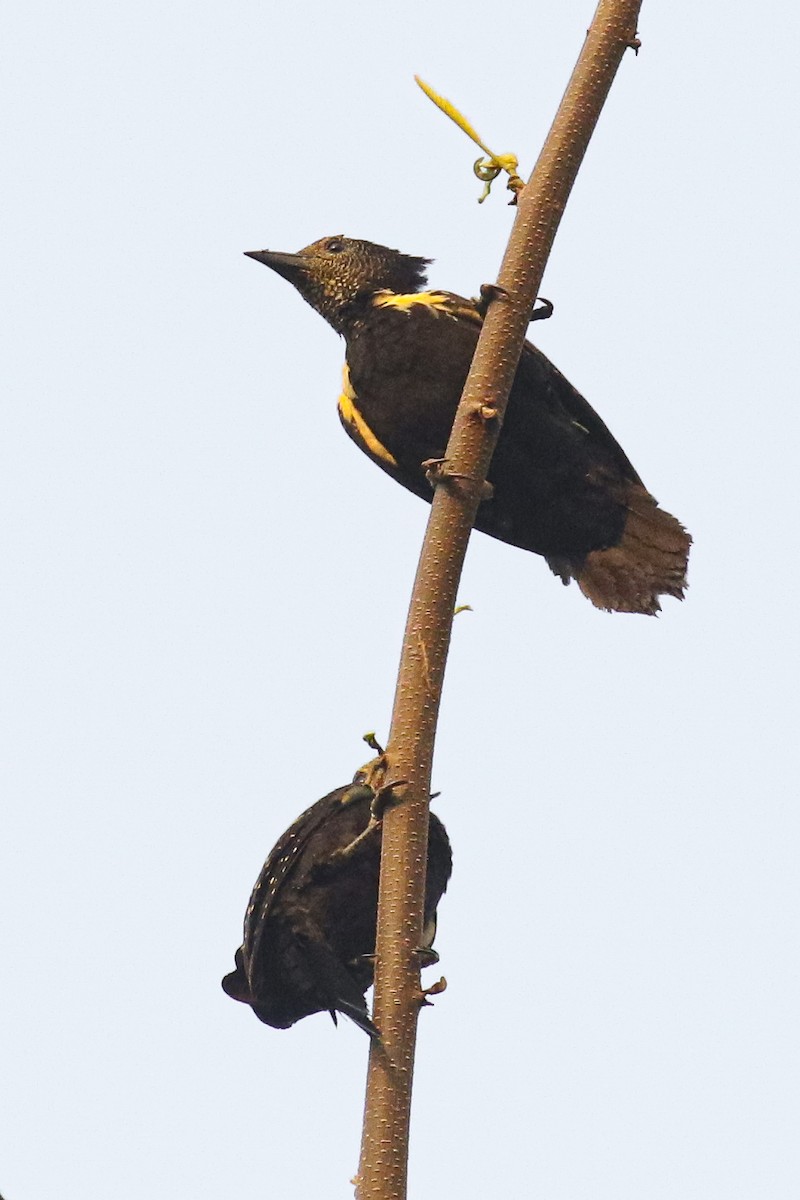 Black-and-buff Woodpecker - ML578602211
