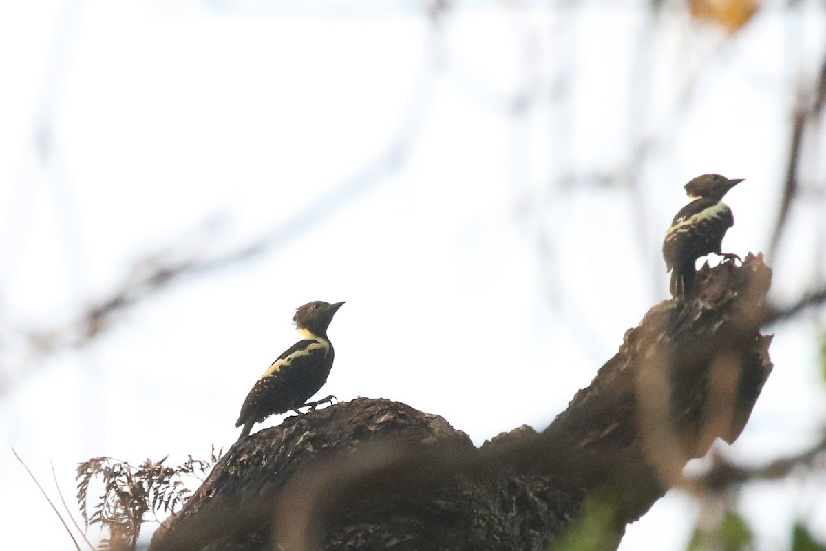 Black-and-buff Woodpecker - ML578602241