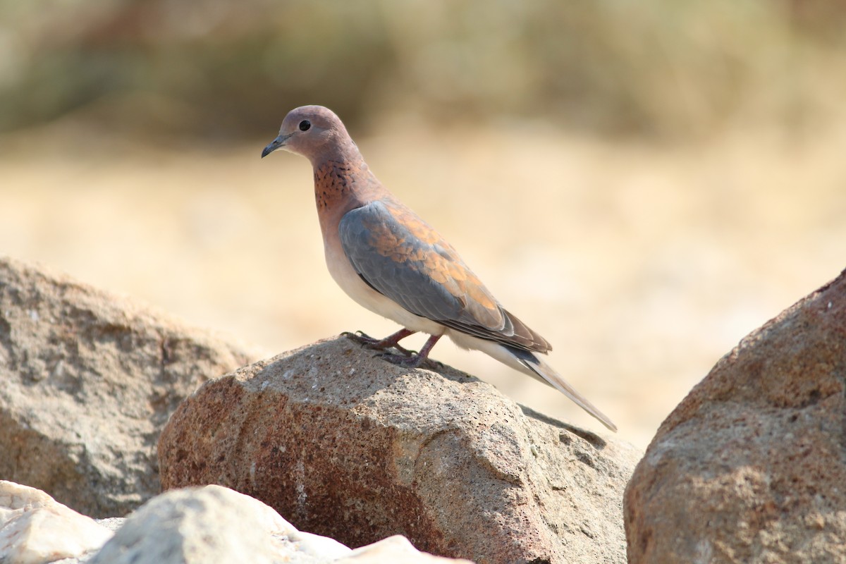 Laughing Dove - ML578603361