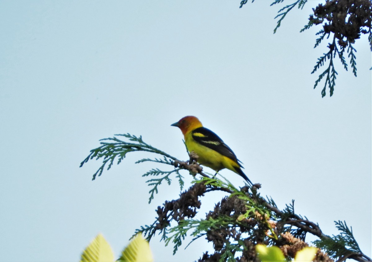Western Tanager - ML578606711