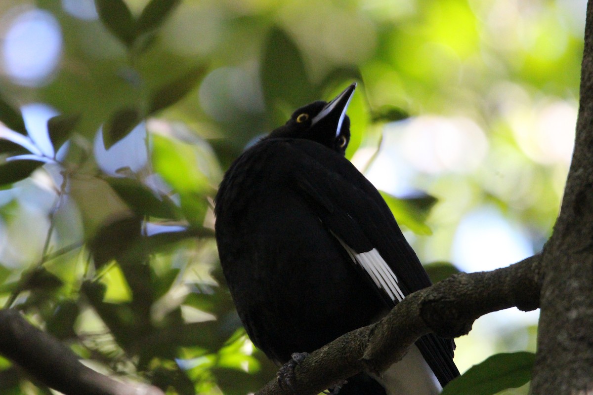 Pied Currawong - ML578609501