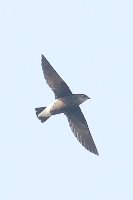 Silver-backed Needletail - ML578610021
