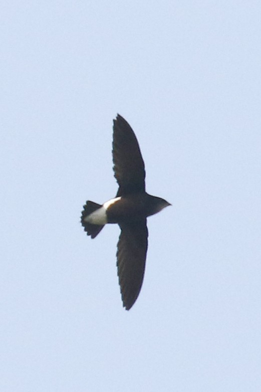 Silver-backed Needletail - ML578610041