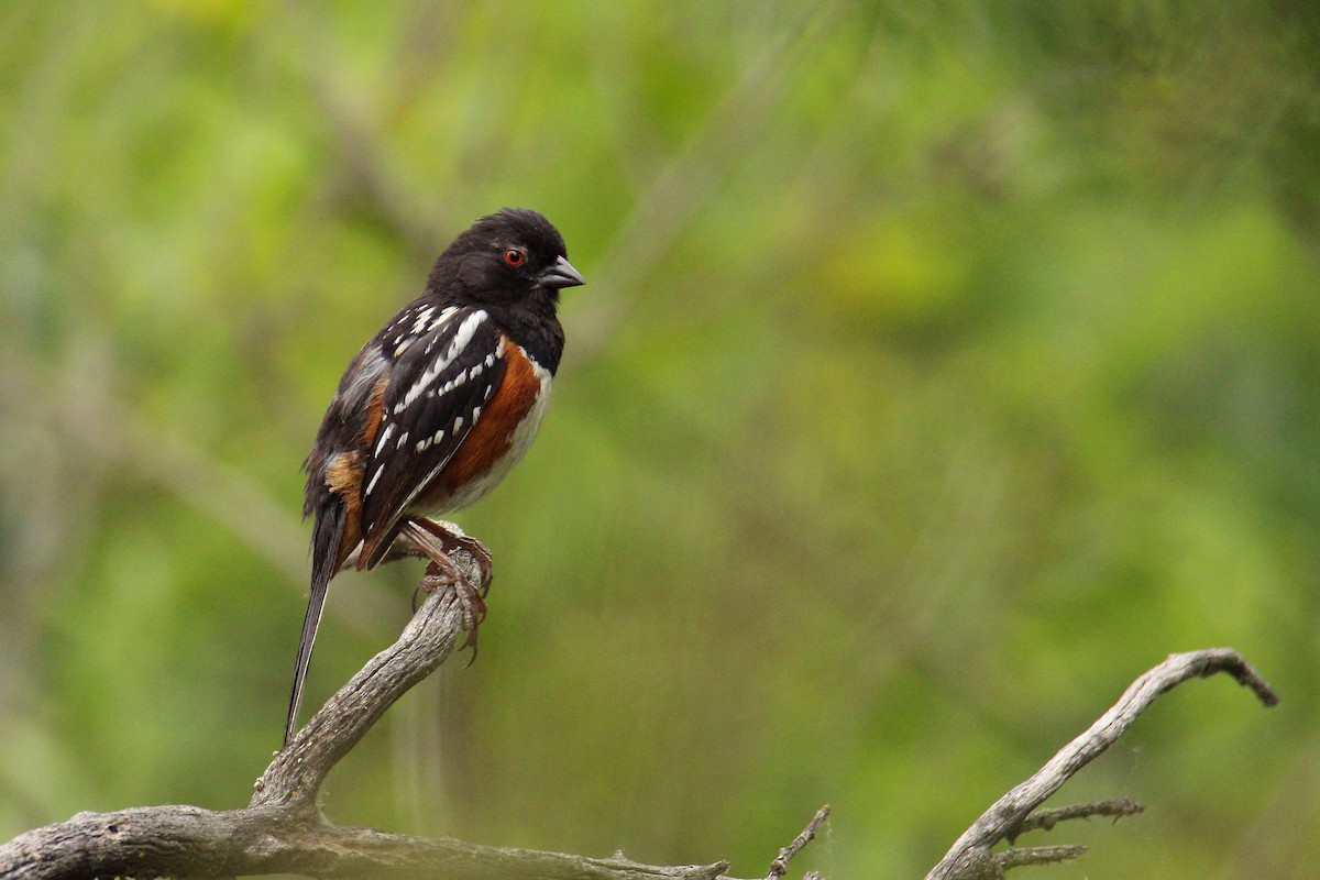 Spotted Towhee - ML578611521