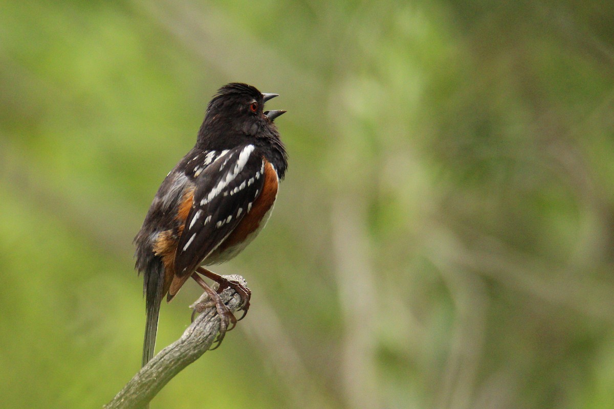 Spotted Towhee - ML578611551