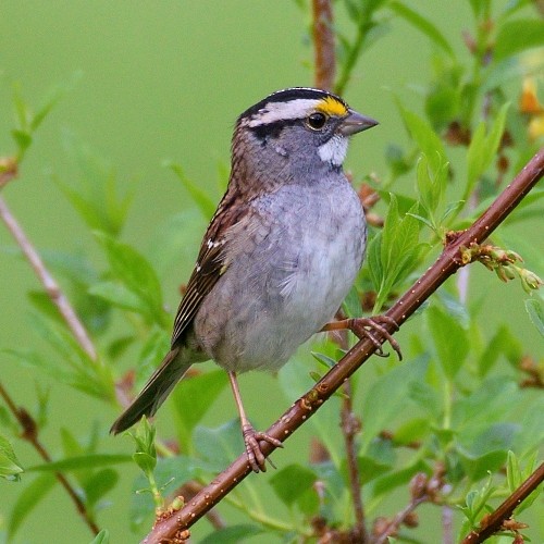 White-throated Sparrow - M & C S