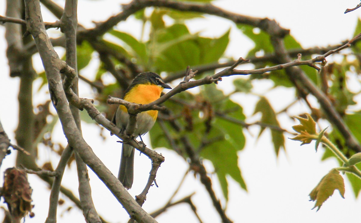 Yellow-breasted Chat - ML578611881