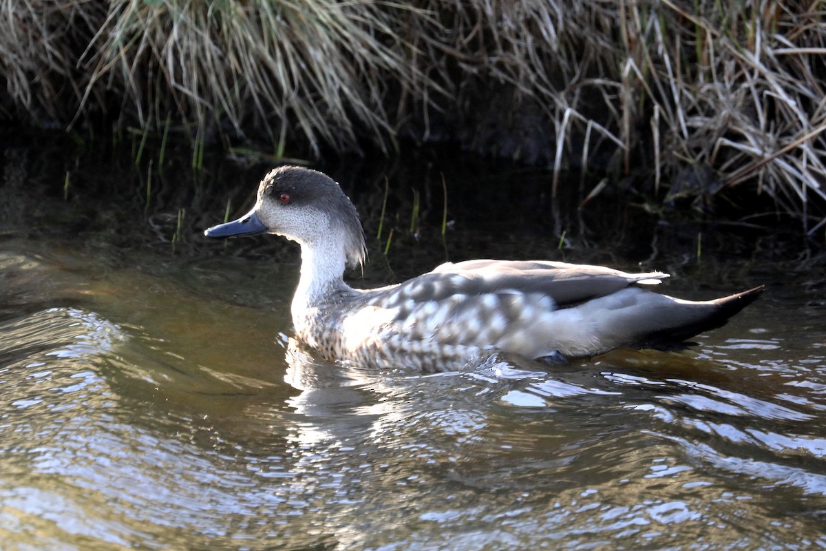 Crested Duck - ML578612821
