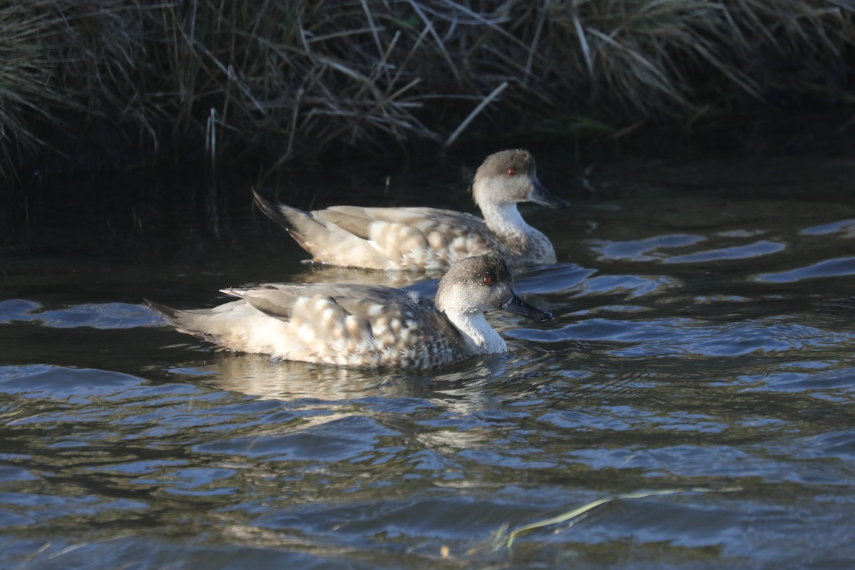 Crested Duck - ML578612831