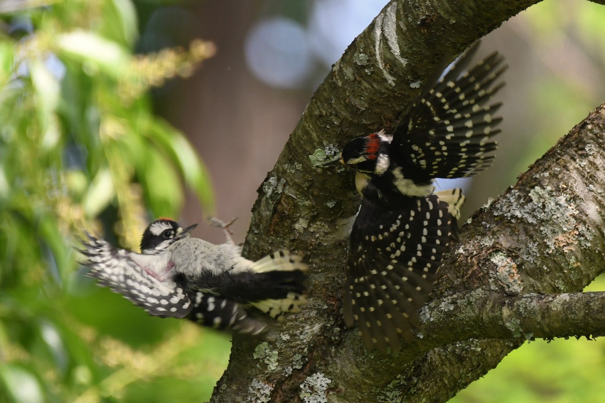 Downy Woodpecker - ML578616371