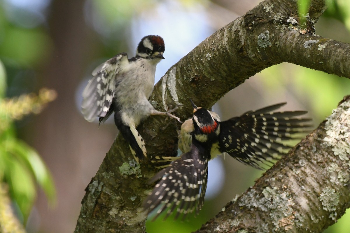 Downy Woodpecker - ML578616381