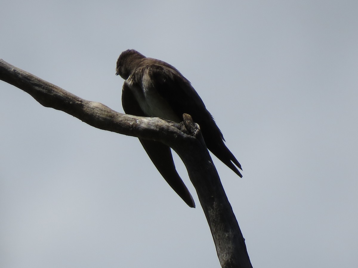 Northern Rough-winged Swallow - Lisa Hoffman