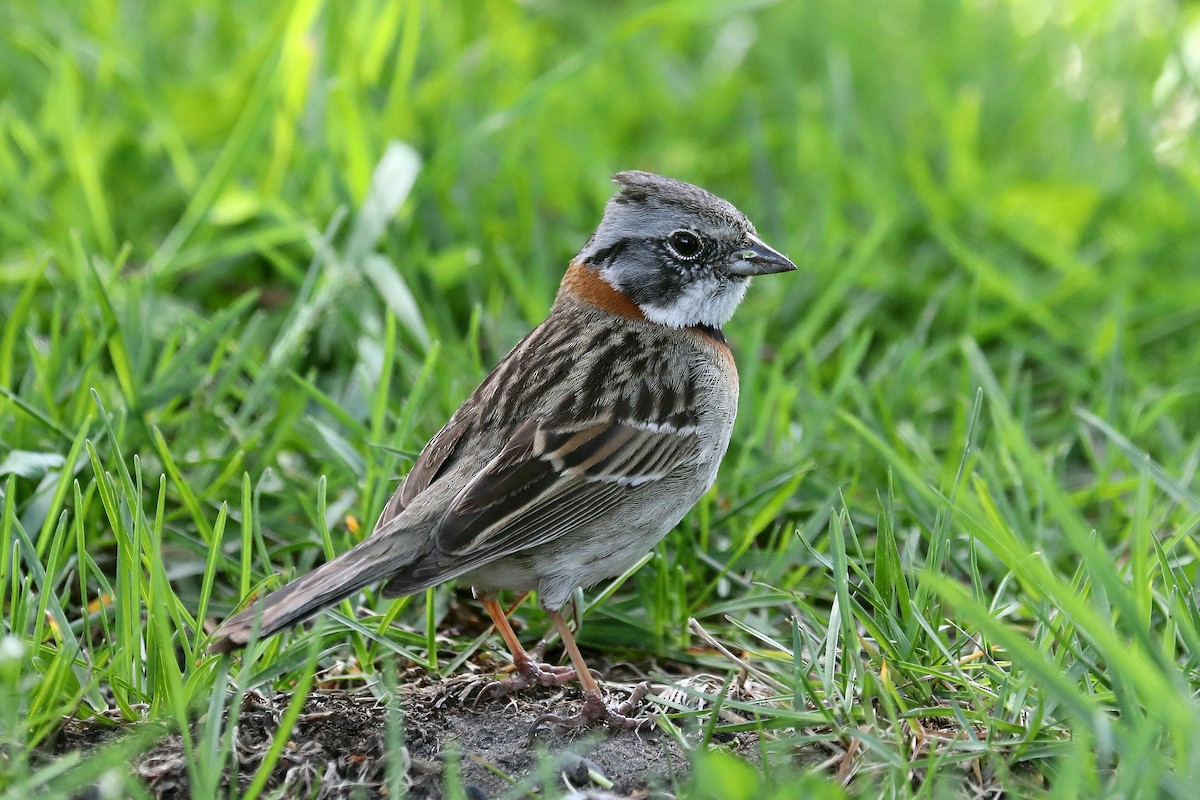 Rufous-collared Sparrow - Stephen Gast