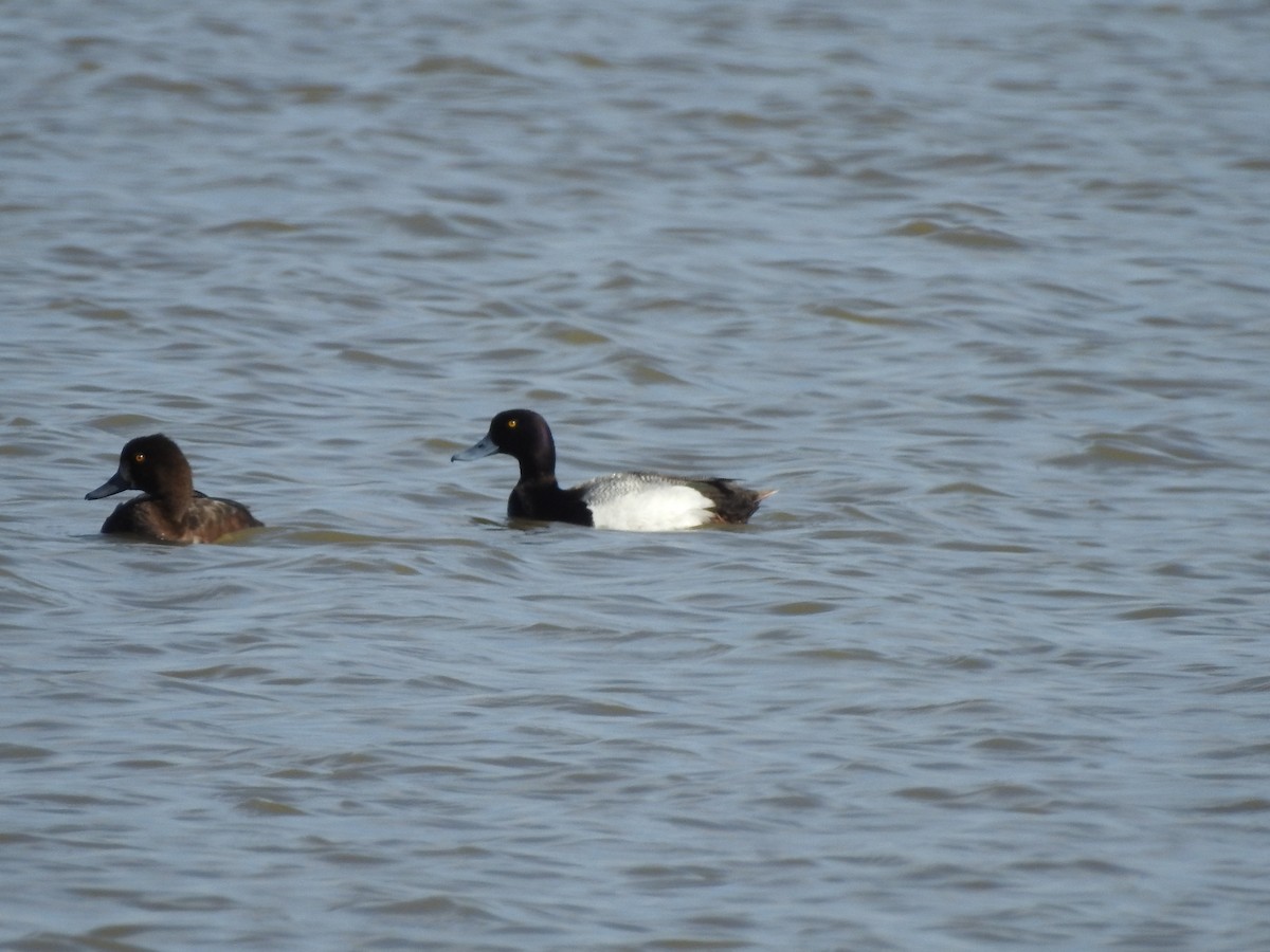 Greater Scaup - ML57862641