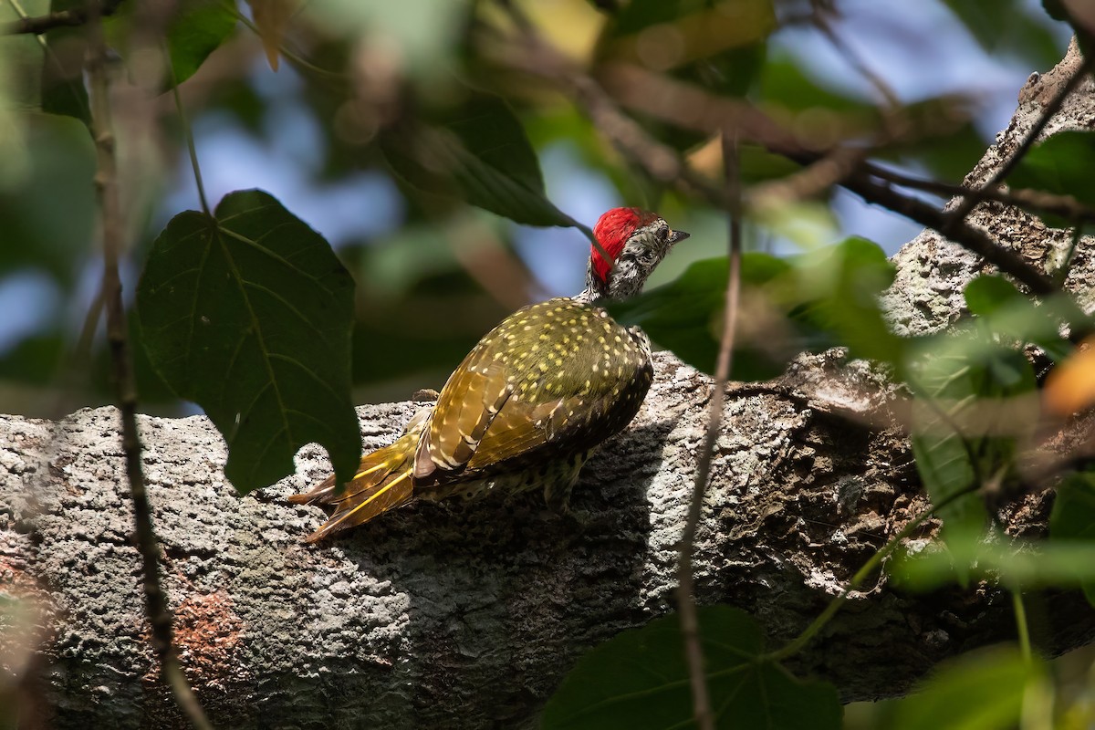 Green-backed Woodpecker - ML578626631