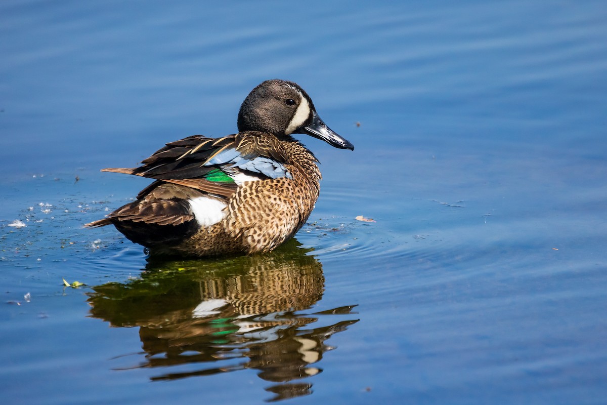 Blue-winged Teal - ML578630551
