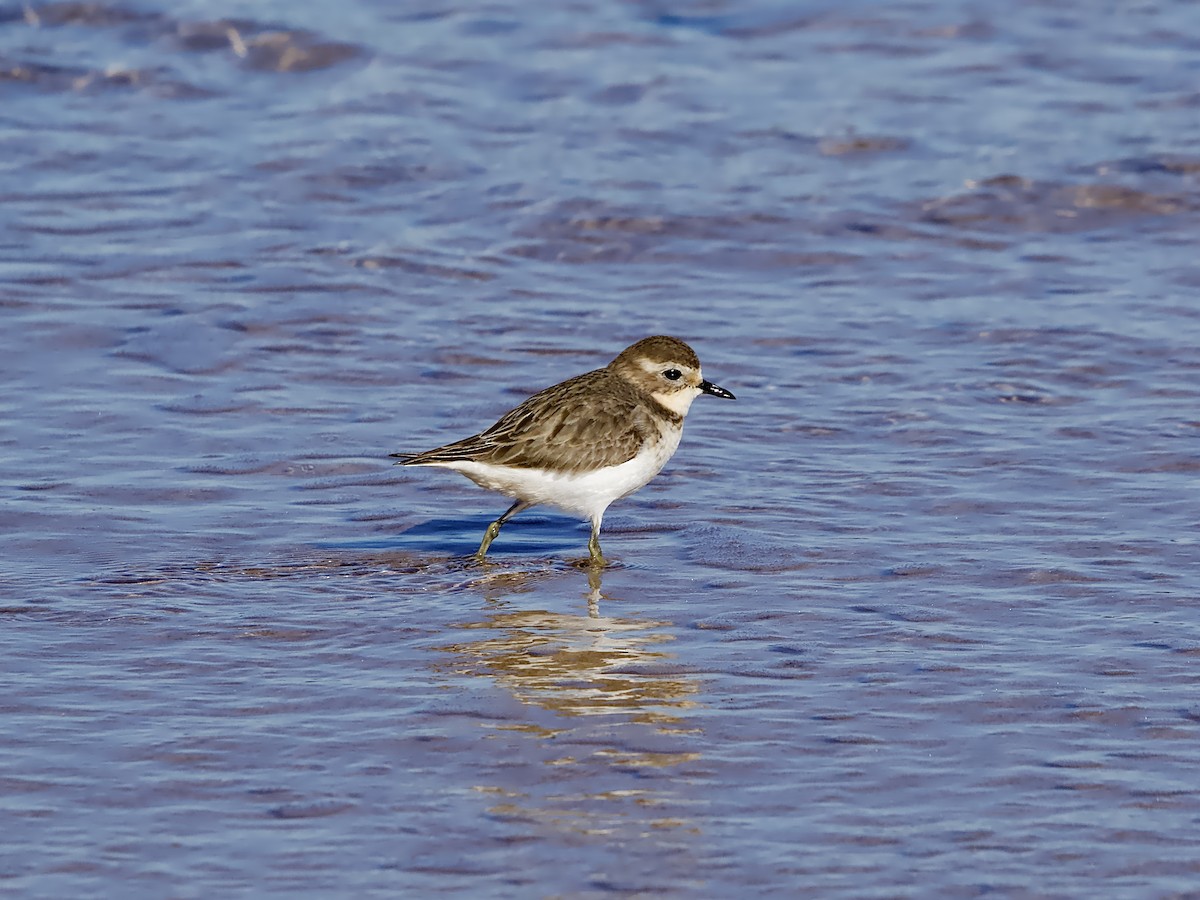 Double-banded Plover - ML578632021