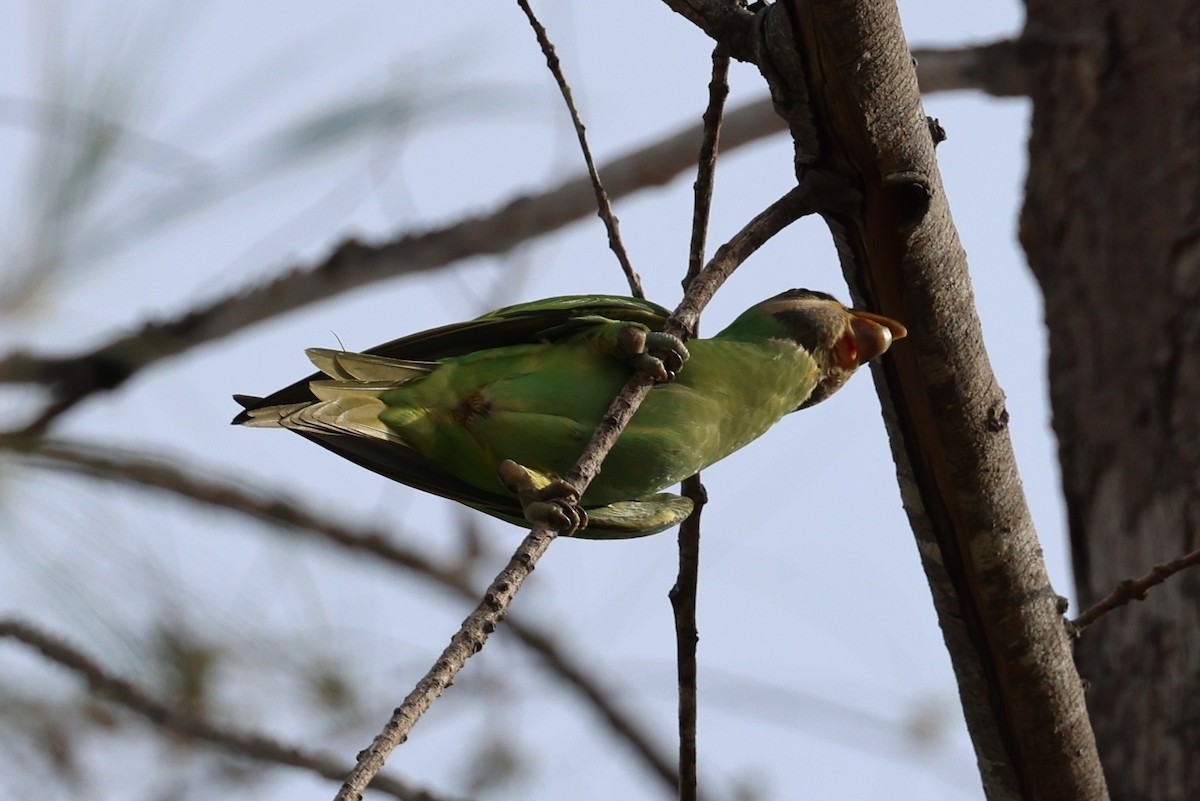 Red-breasted Parakeet - ML578635161