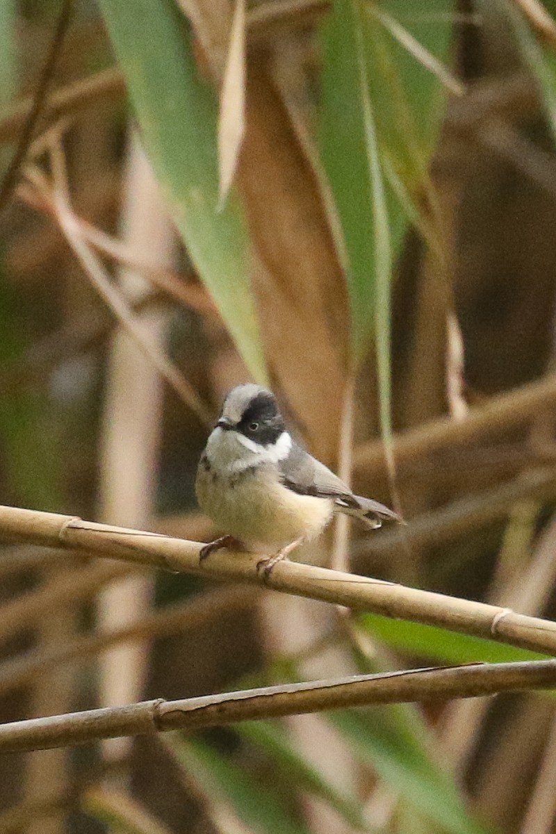 Black-throated Tit (Gray-crowned) - ML578635321
