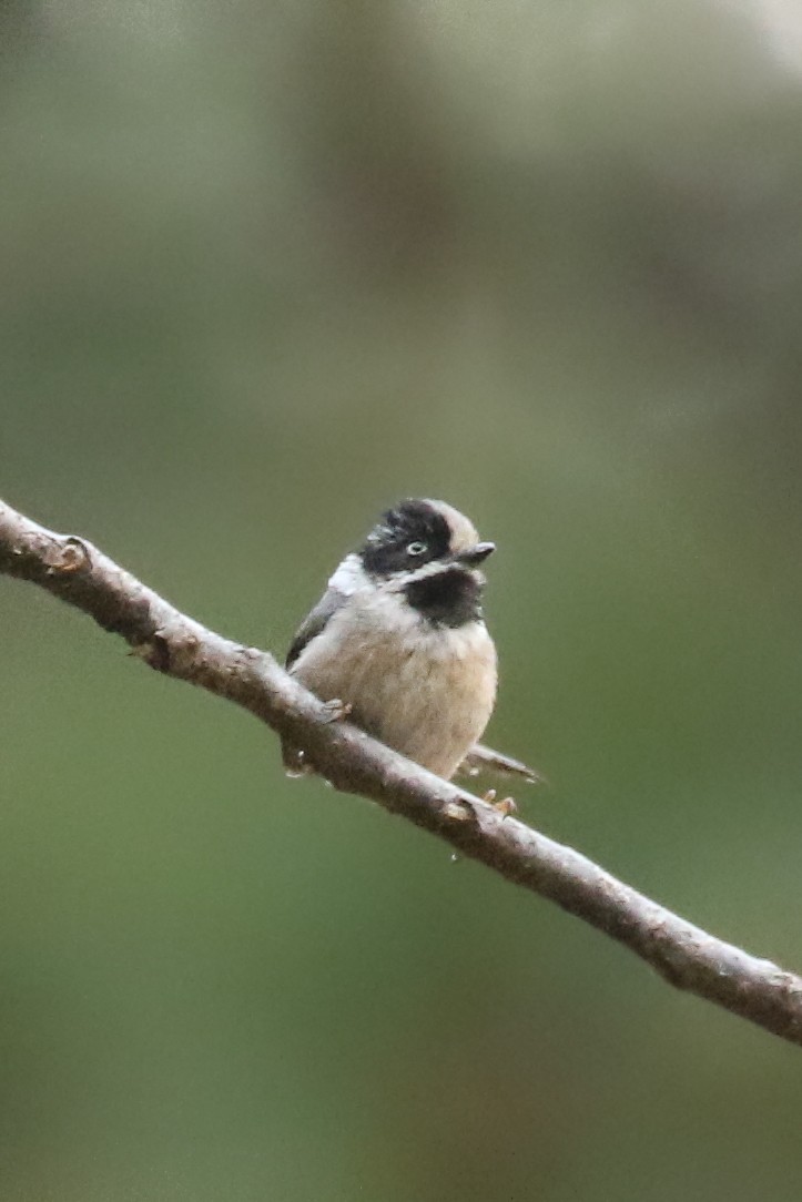 Black-throated Tit (Gray-crowned) - ML578635711