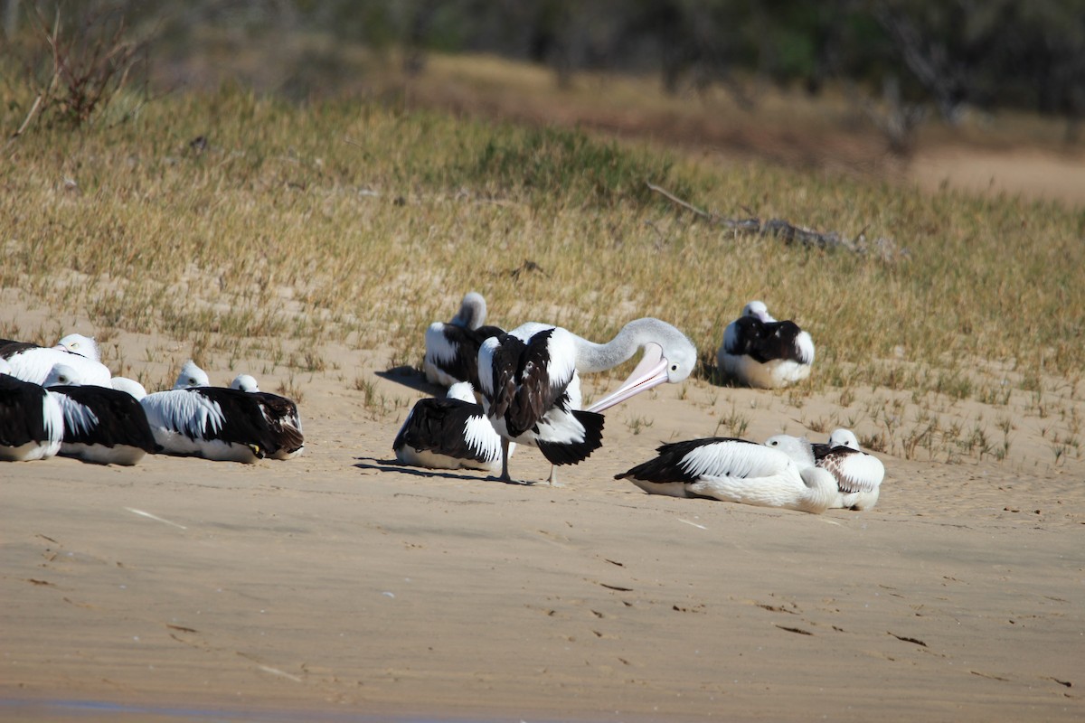pelikán australský - ML578638171
