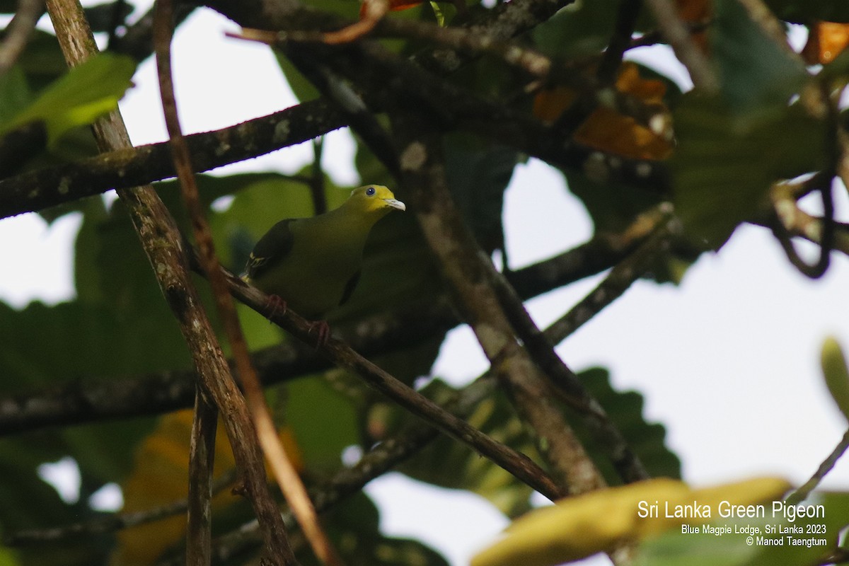 Sri Lanka Green-Pigeon - ML578643441