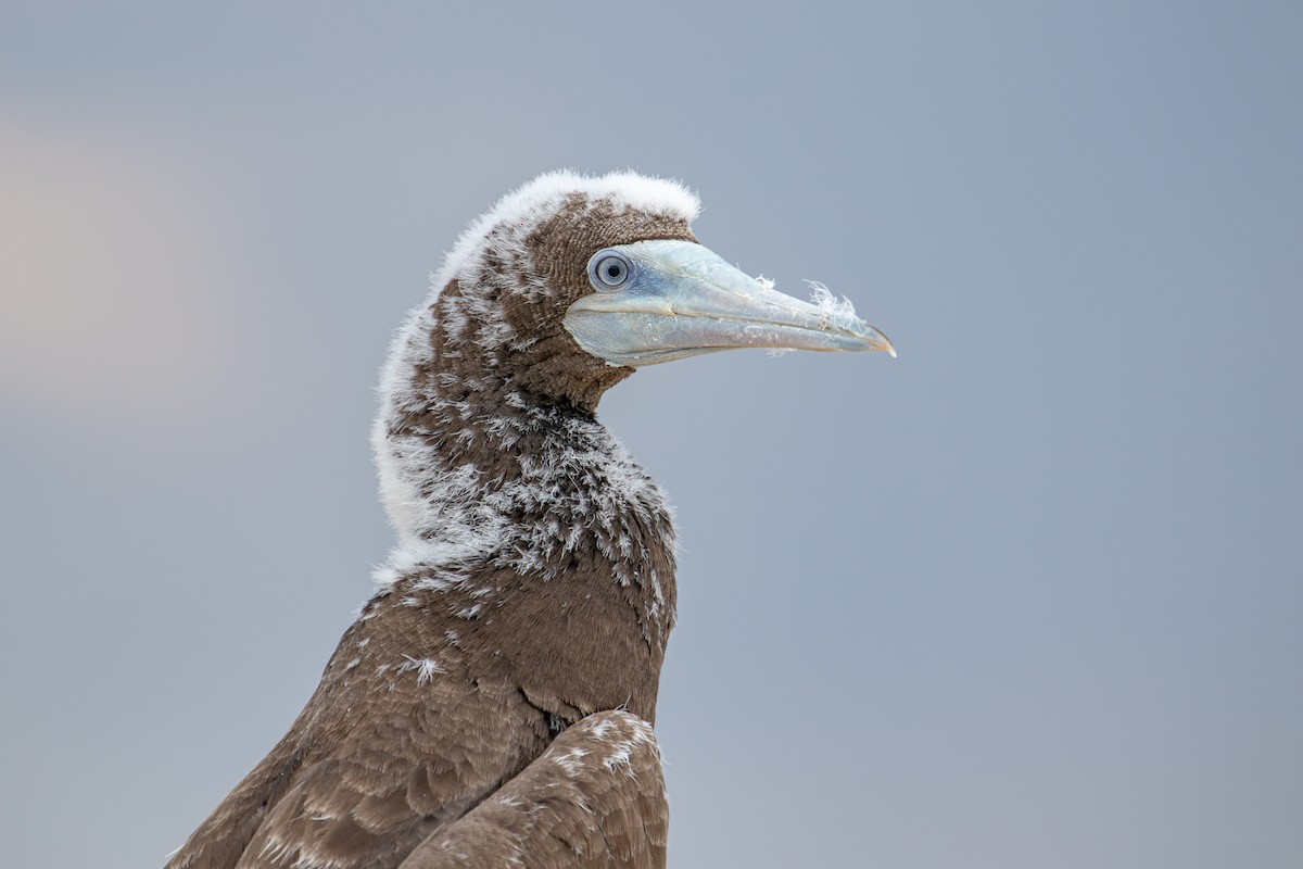Brown Booby - ML578646921