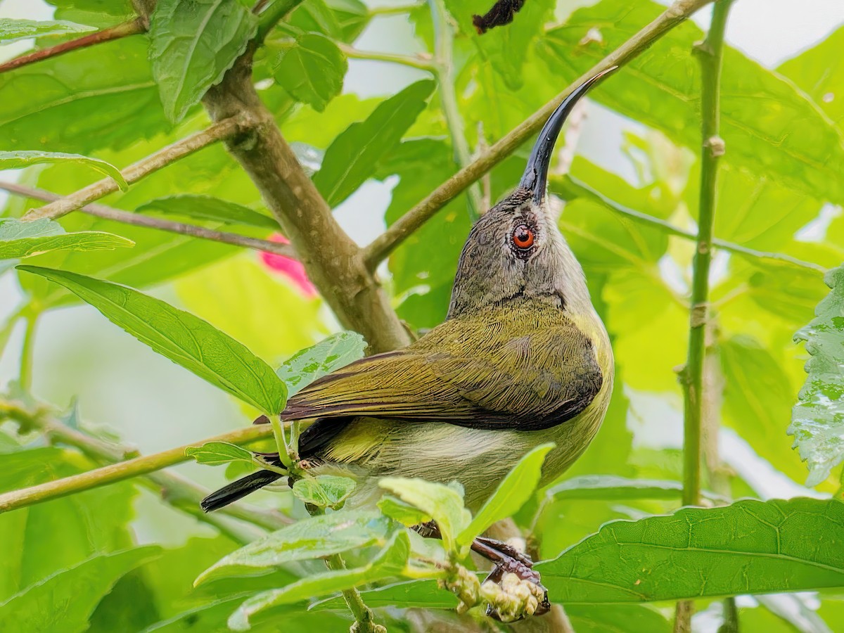 Glanzflügel-Nektarvogel (Luzonnektarvogel) - ML578649911