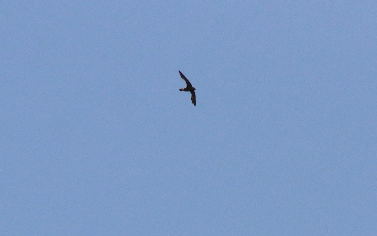 Brown-backed Needletail - ML578652291