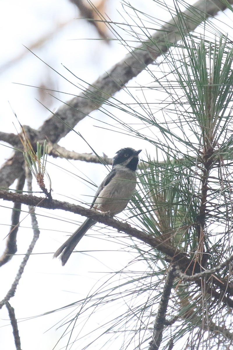 Black-throated Tit (Gray-crowned) - ML578653331