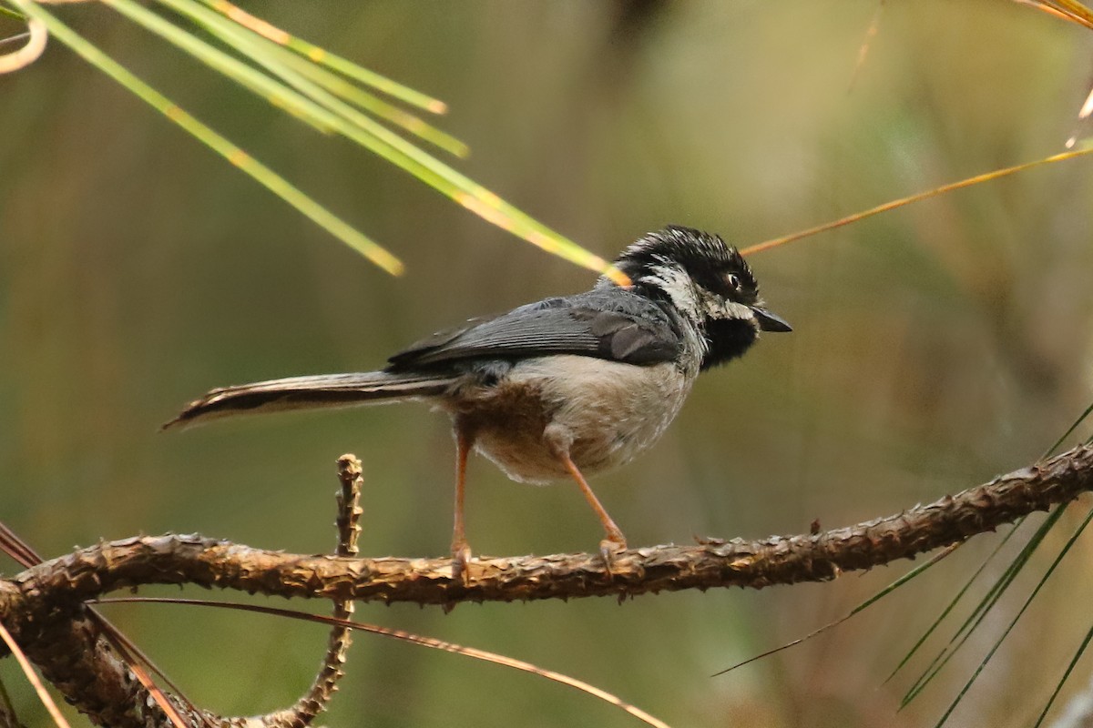 Black-throated Tit (Gray-crowned) - ML578653631