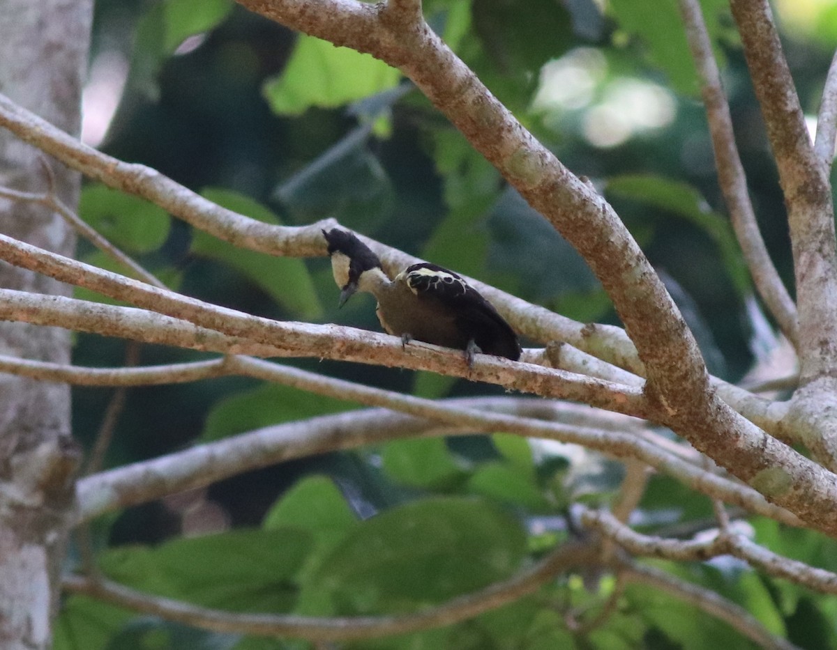 Heart-spotted Woodpecker - ML578654071
