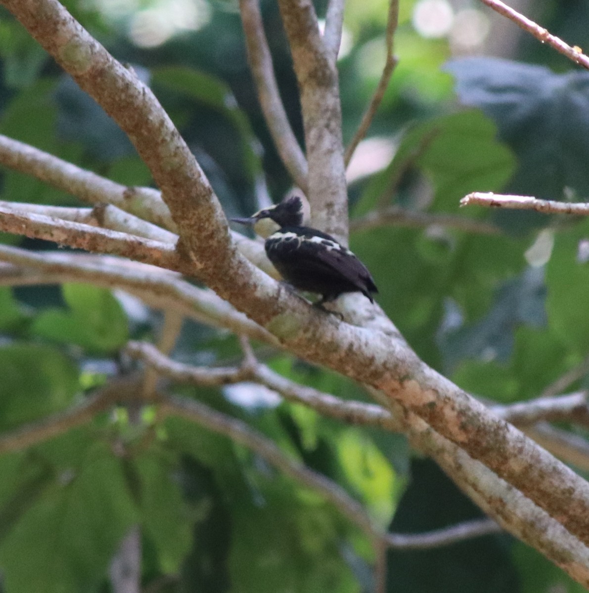 Heart-spotted Woodpecker - Afsar Nayakkan