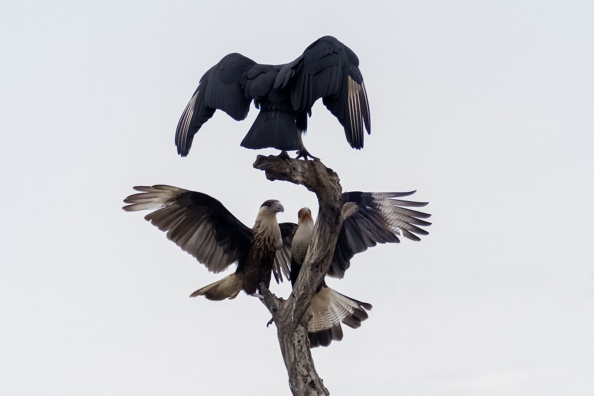 Black Vulture - ML578654271