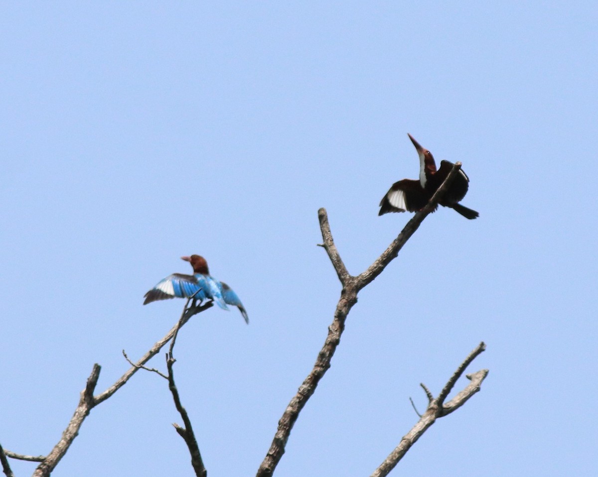 White-throated Kingfisher - Afsar Nayakkan