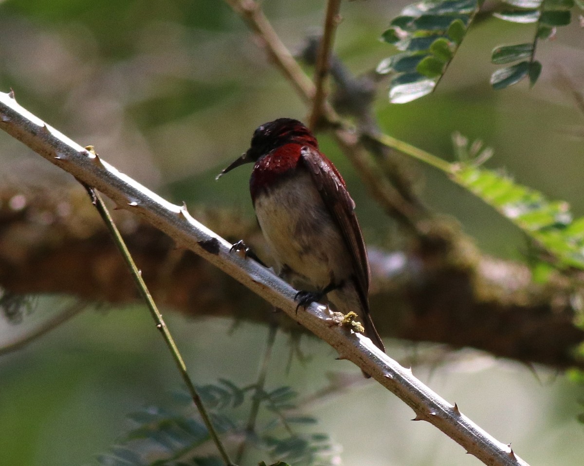 Crimson-backed Sunbird - Afsar Nayakkan