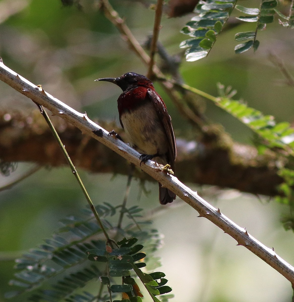 Crimson-backed Sunbird - Afsar Nayakkan