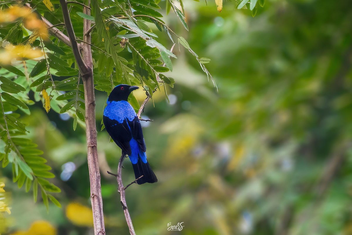 Asian Fairy-bluebird - ML578656091