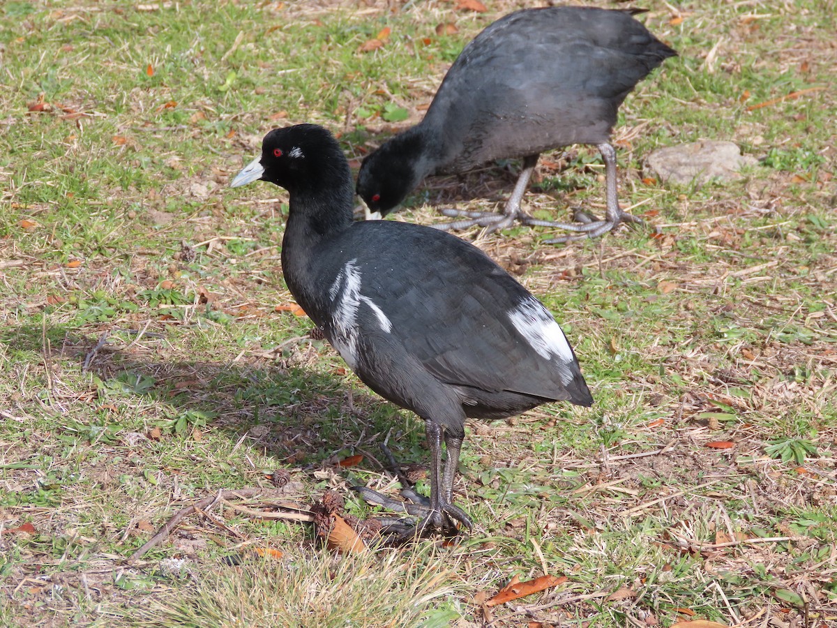 Eurasian Coot - Sandra Henderson