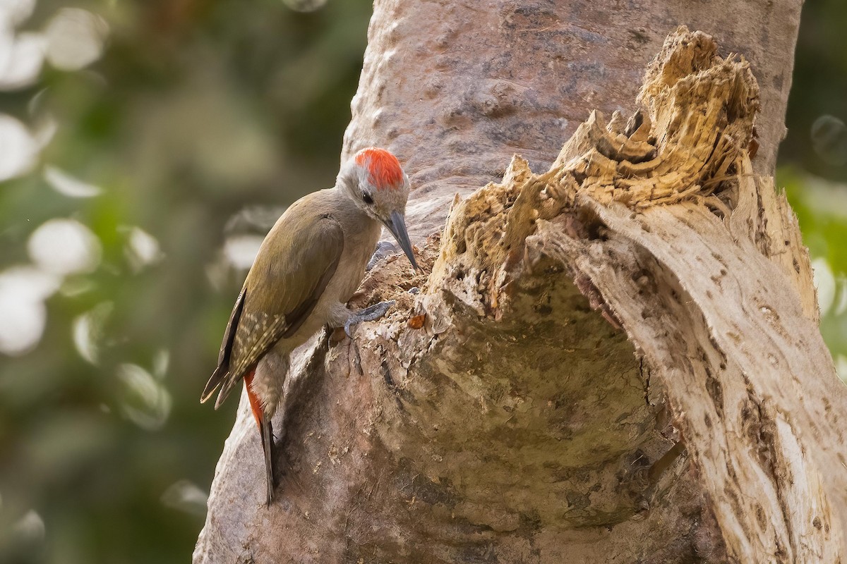 African Gray Woodpecker - ML578658671