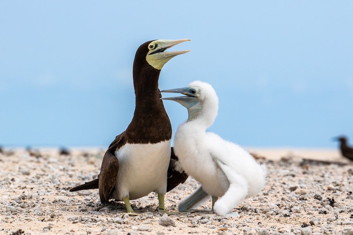 Brown Booby - ML578659221