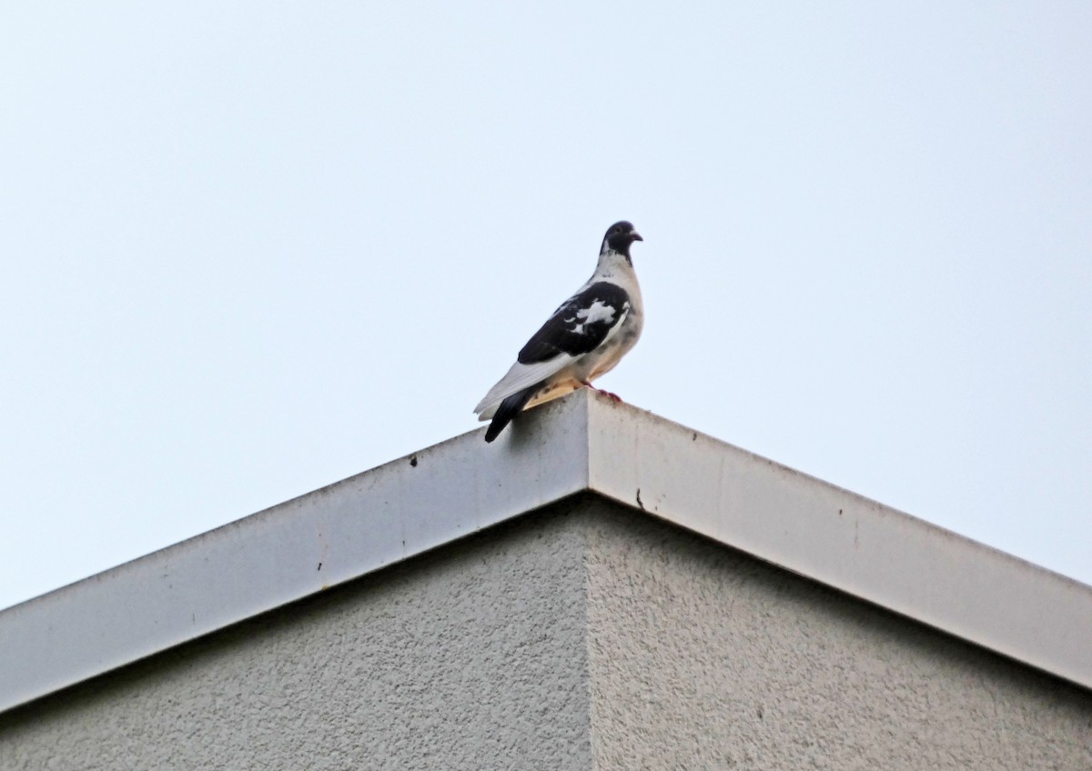 Rock Pigeon (Feral Pigeon) - ML578660111