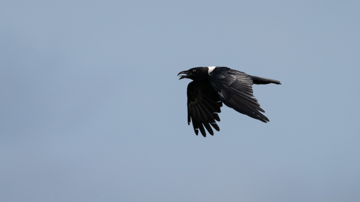 Pied Crow - Mathurin Malby