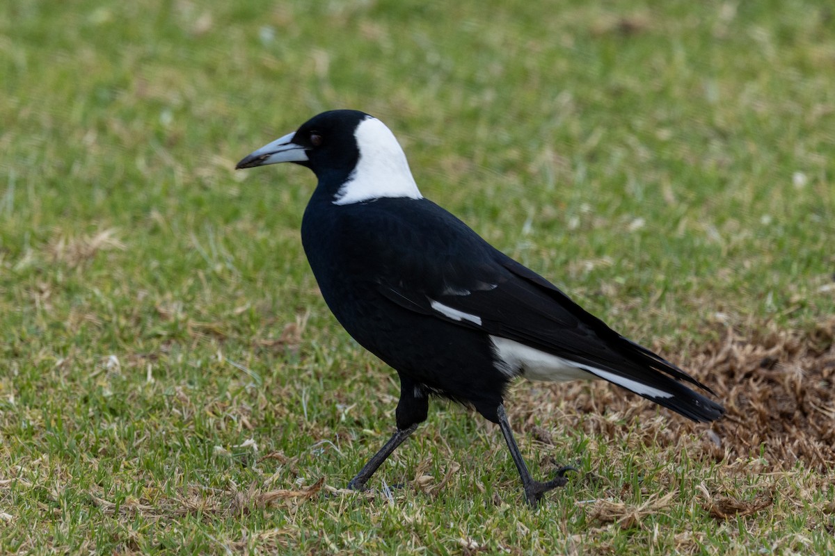 Australian Magpie (Black-backed) - ML578667891