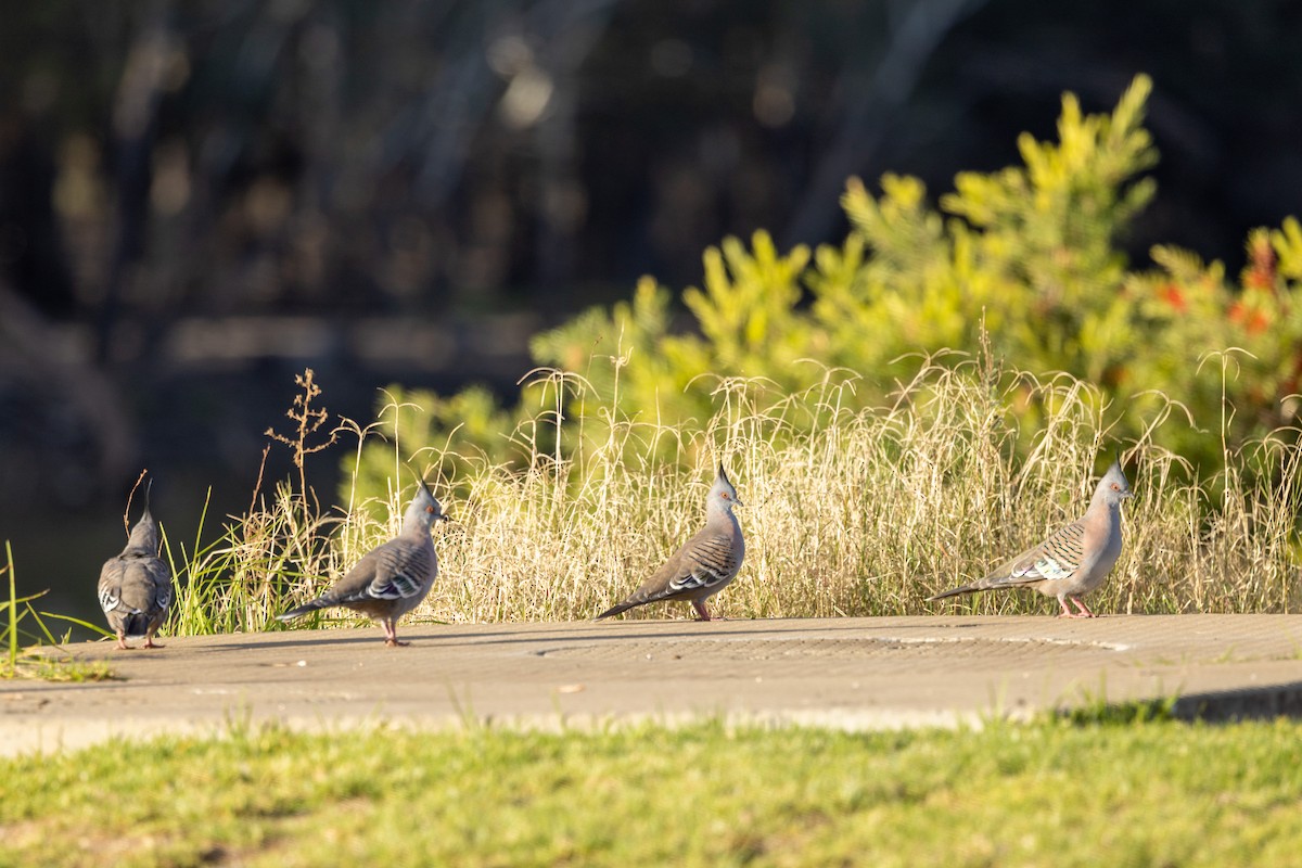Crested Pigeon - ML578667991