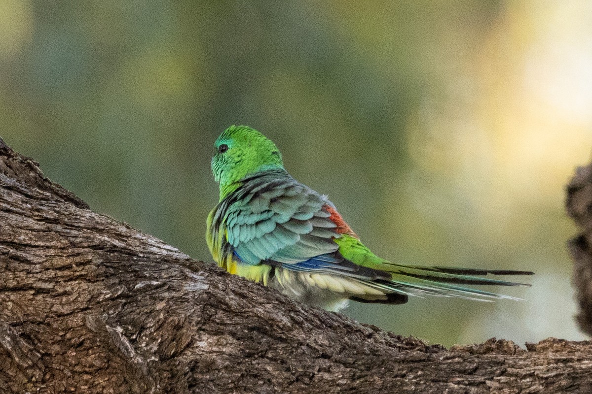 Red-rumped Parrot - ML578668811