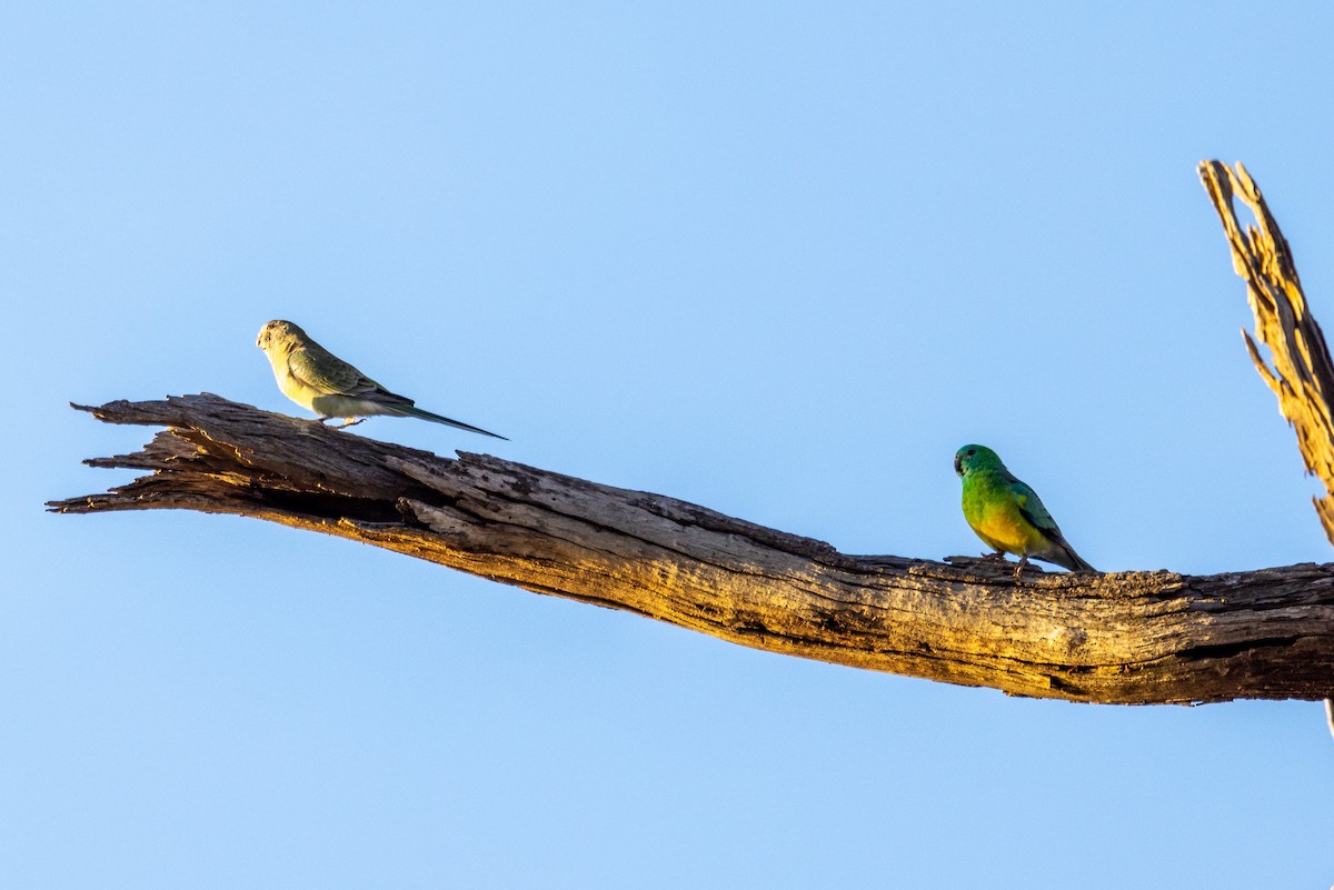 Red-rumped Parrot - Richard and Margaret Alcorn
